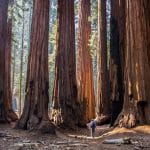 Redwood trees showing the strength of a CRM platform