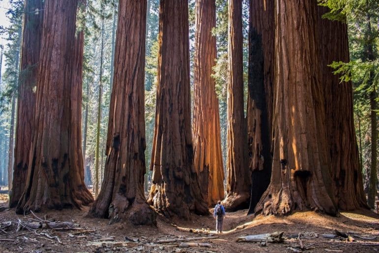 Redwood trees showing the strength of a CRM platform