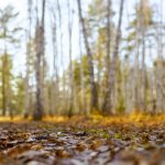 Fall leaves on forest floor