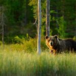 Brown bear in field staring at you is much the risks that you need to manage as part of CRM change management.