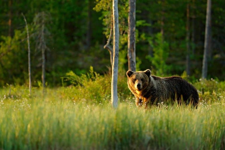 Brown bear in field staring at you is much the risks that you need to manage as part of CRM change management.