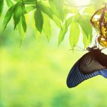 Change Management as expressed by a morphing butterfly
